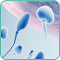 Внутриматочная инсеминация (3 манипуляции за один менструальный цикл)
